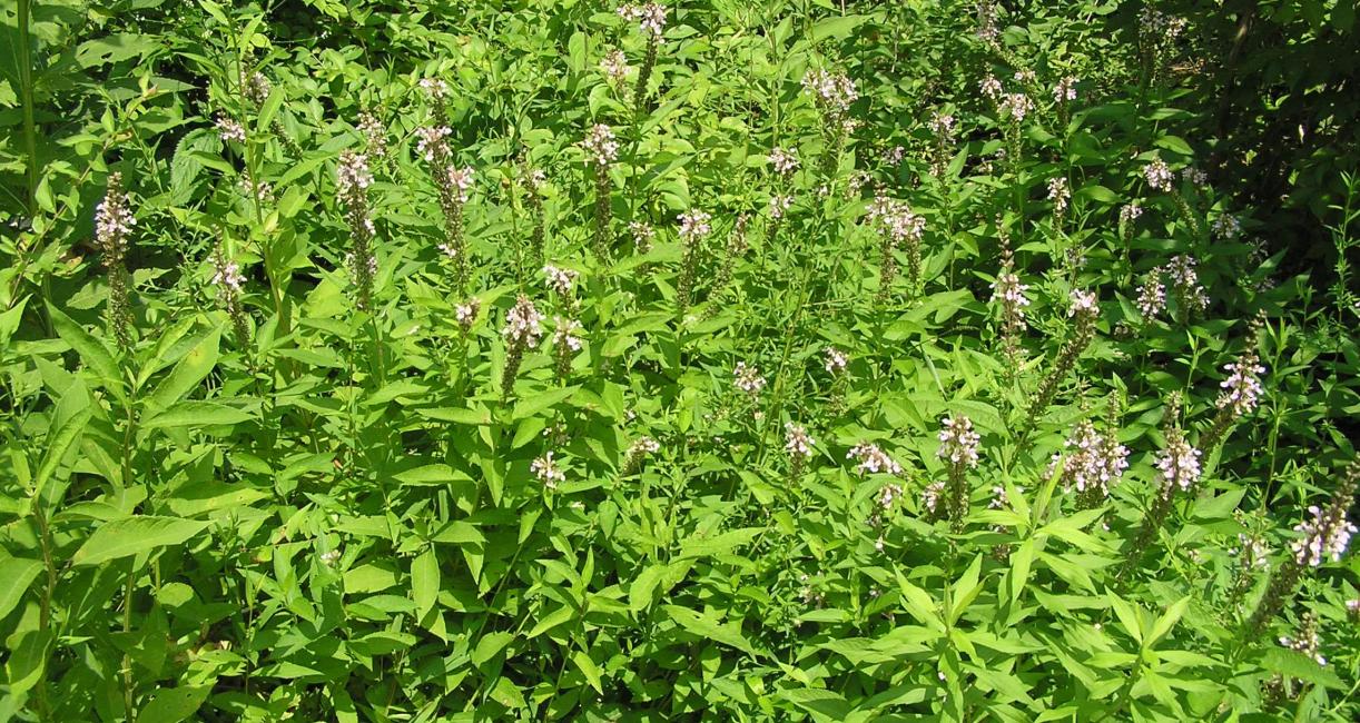 American Germander habit