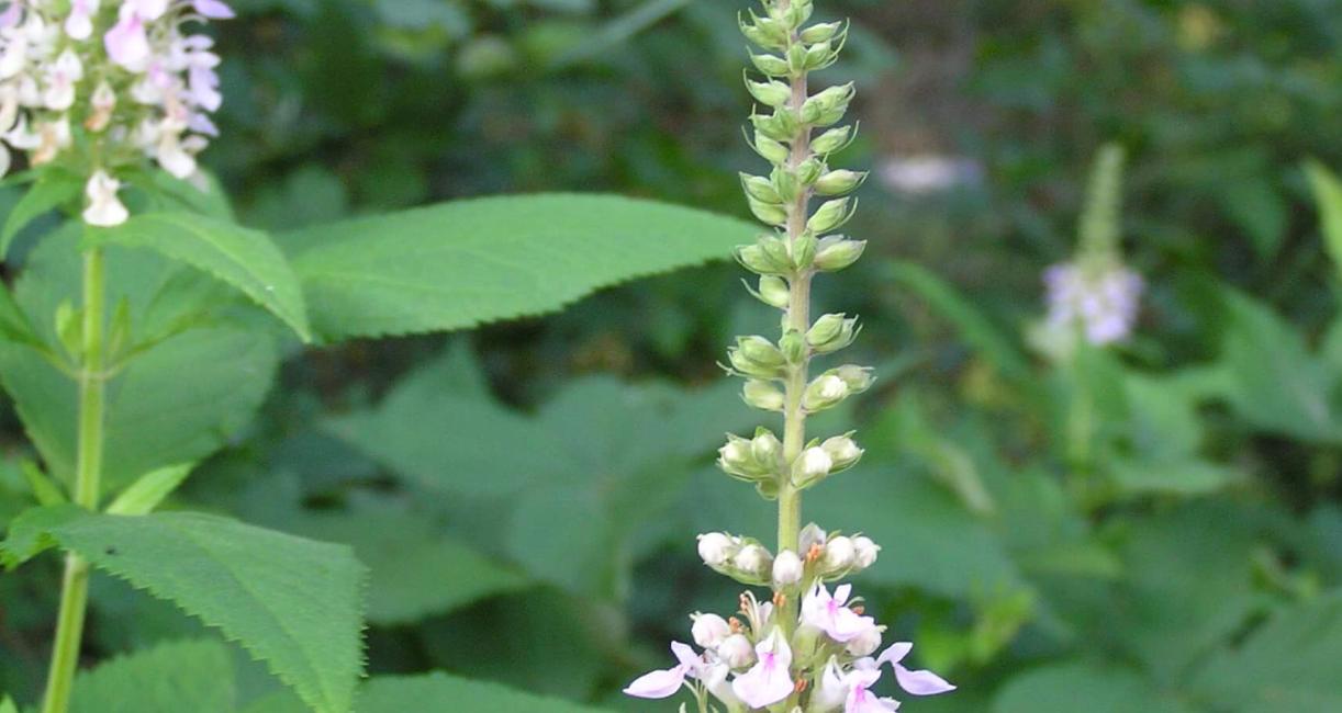 American Germander habit