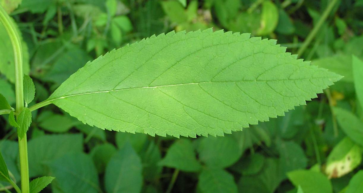 American Germander leaves