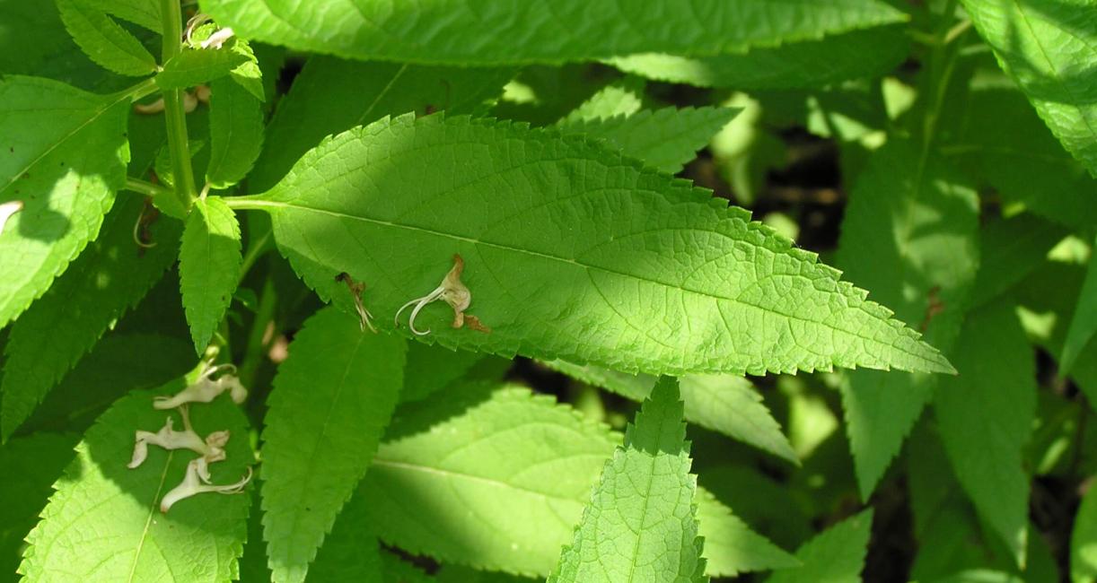 American Germander leaves