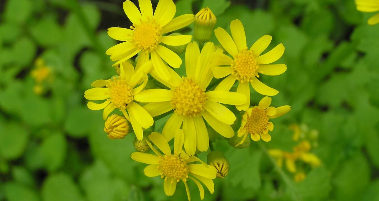 American Ragwort flower