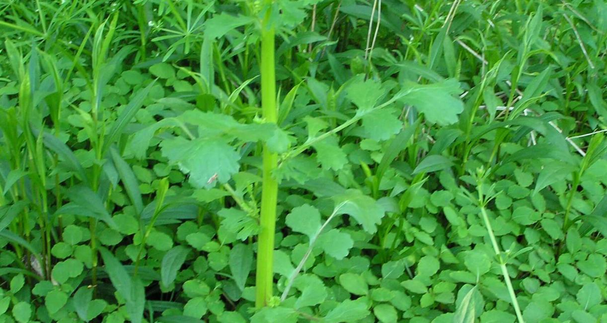 American Ragwort habit