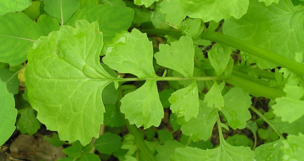 American Ragwort leaves