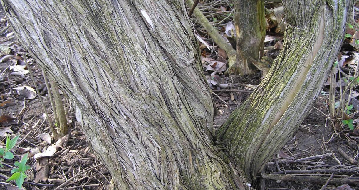 Amur Honeysuckle bark