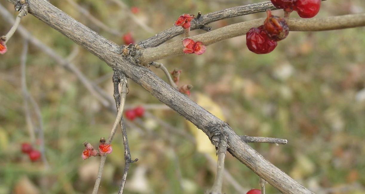 Amur Honeysuckle branch