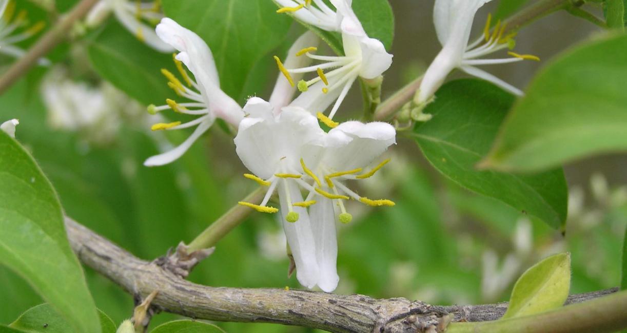 Amur Honeysuckle flower