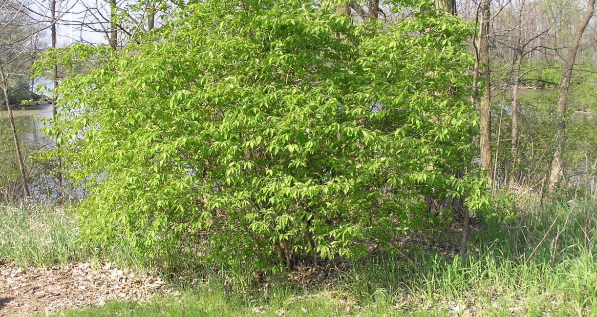 Amur Honeysuckle habit