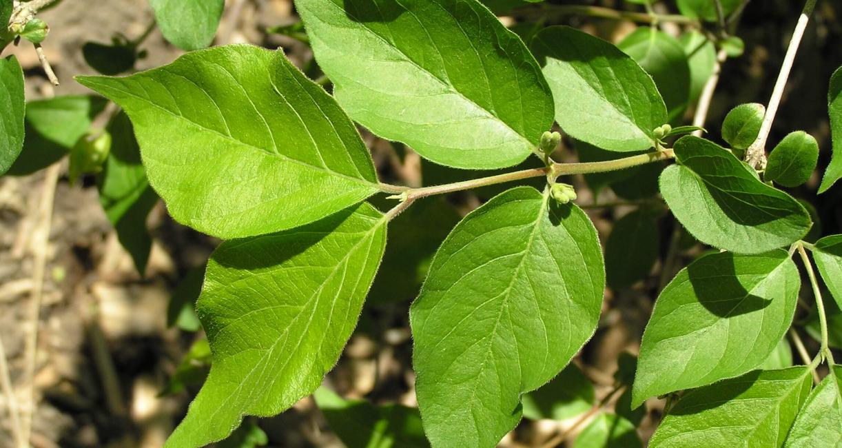 Amur Honeysuckle leaves