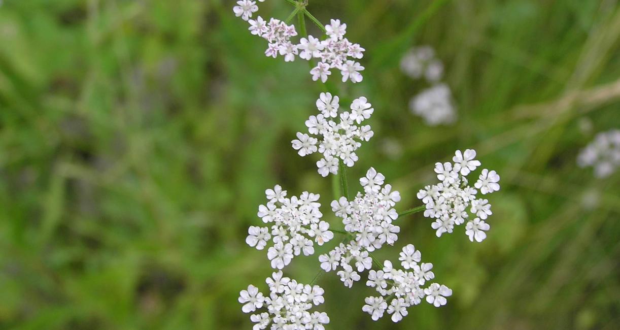 Aniseroot flower