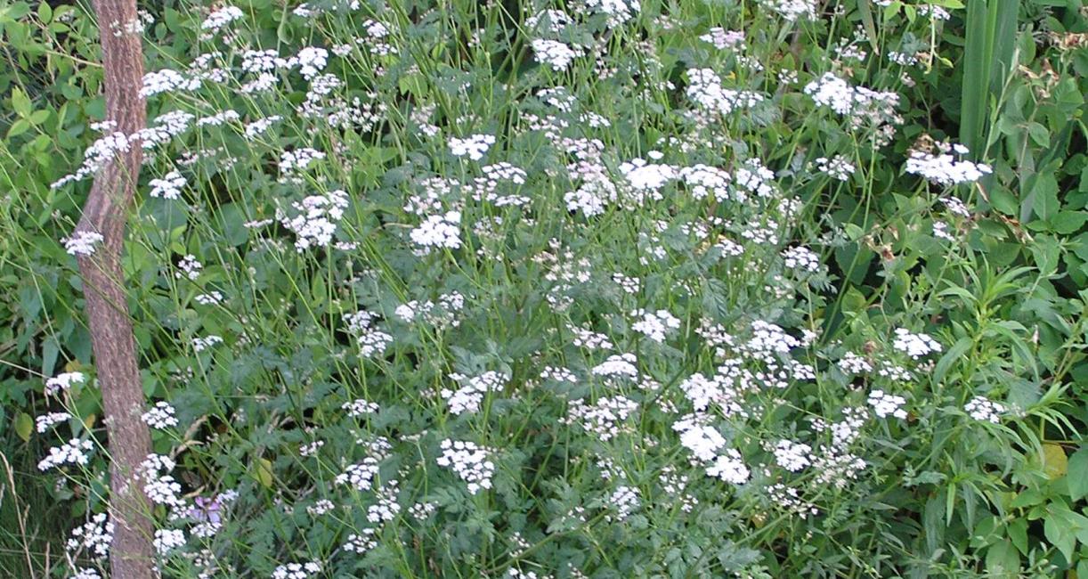 Aniseroot habit