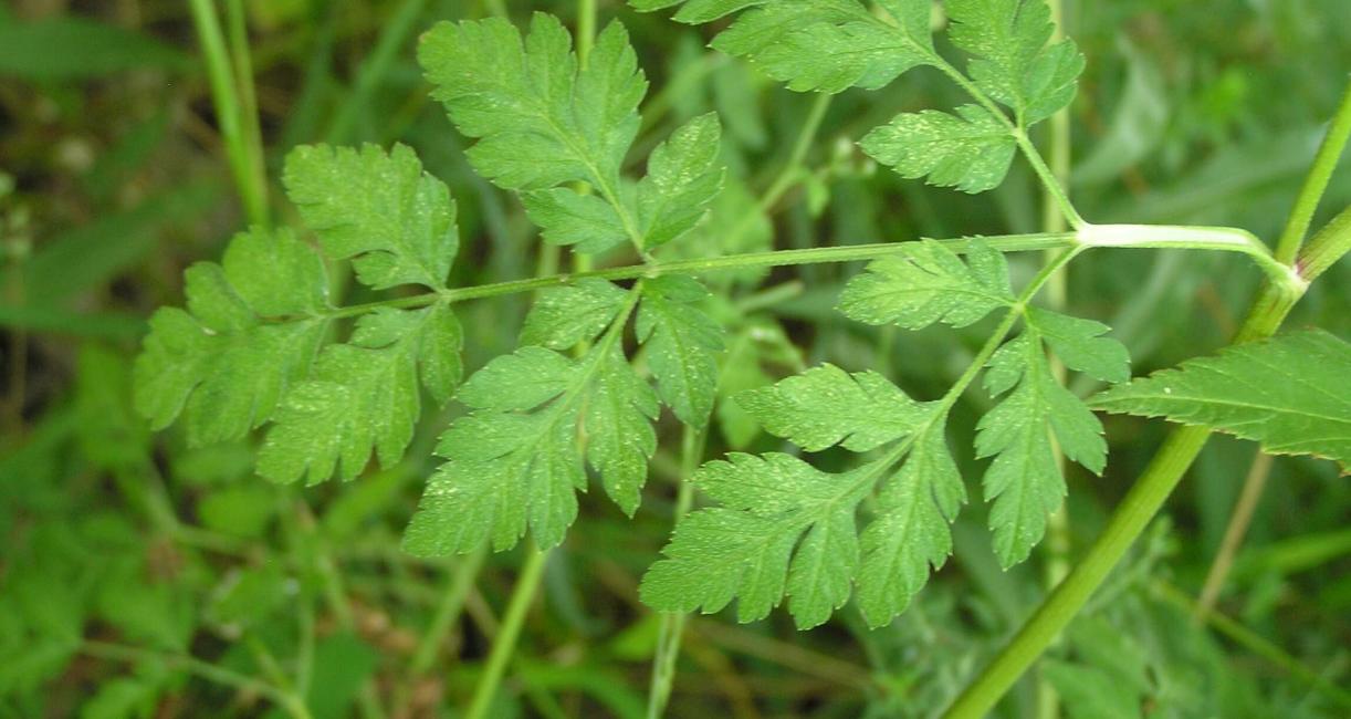 Aniseroot leaves