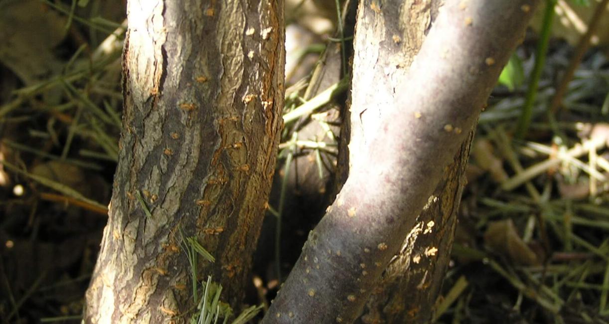 Arrowwood bark