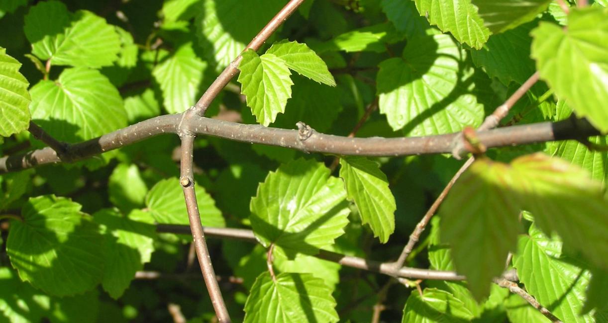 Arrowwood branch