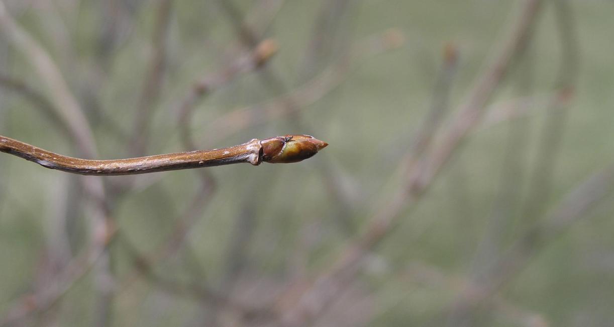 Arrowwood bud