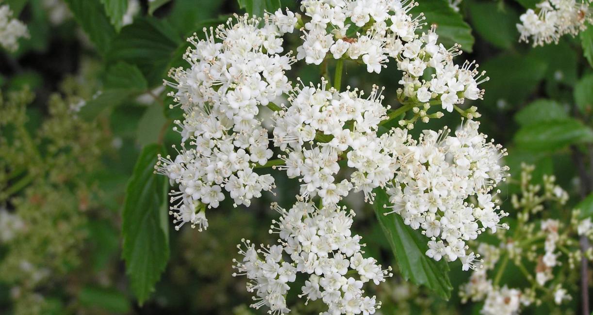 Arrowwood flower