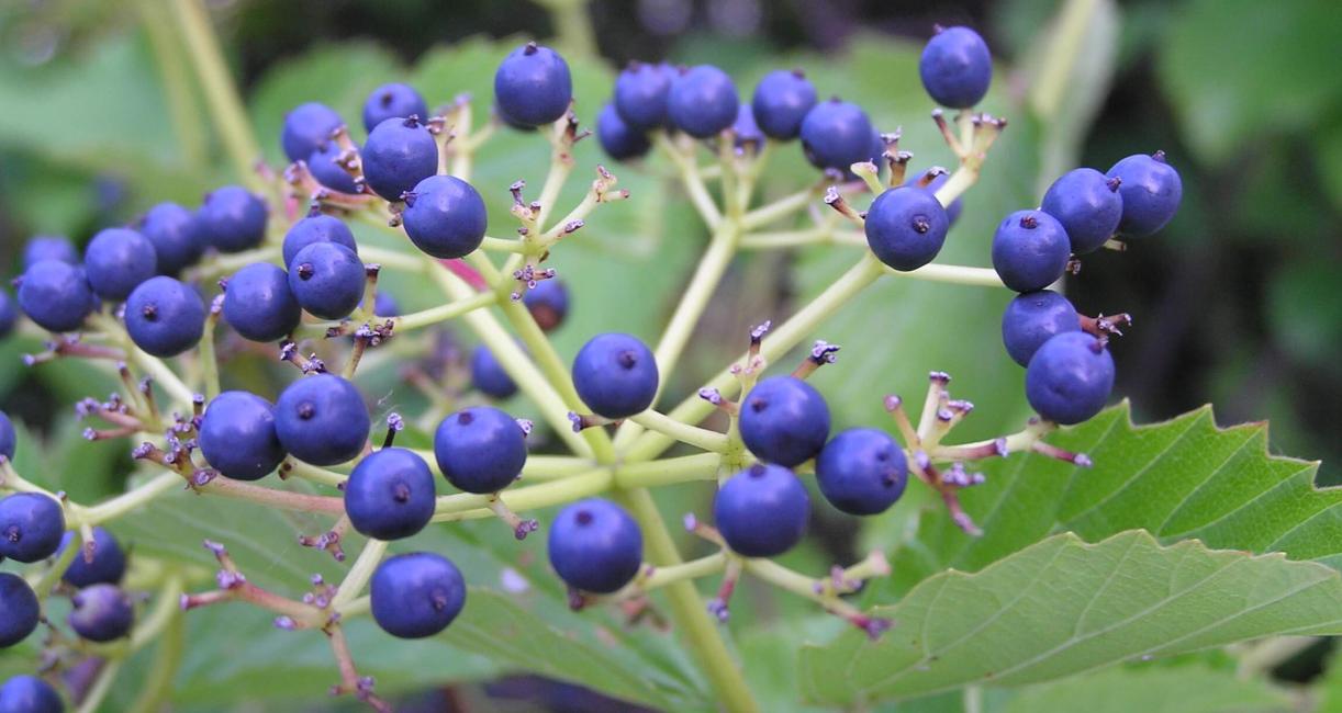 Arrowwood fruit