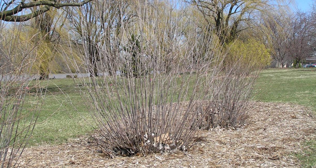 Arrowwood habit