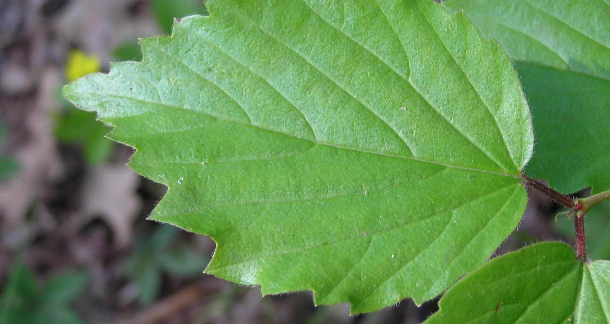 Arrowwood leaves