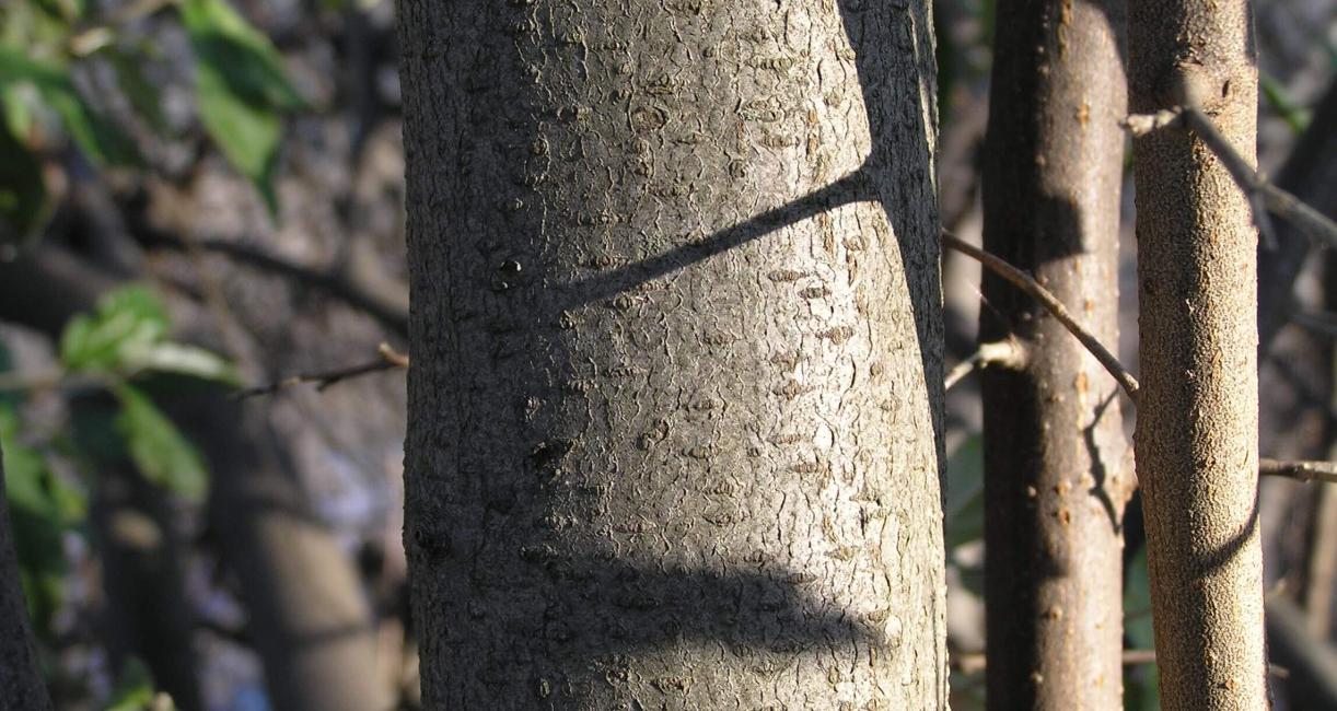 Autumn Olive bark