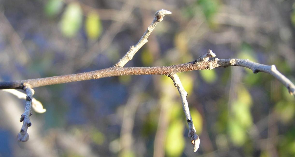 Autumn Olive branch