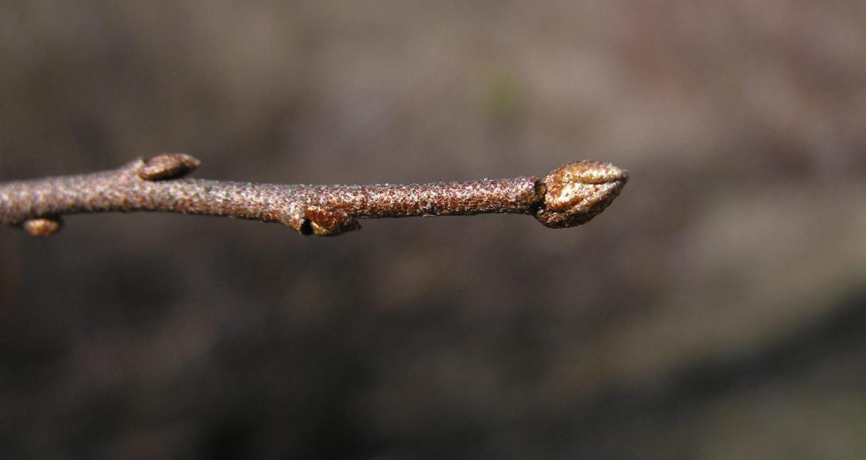 Autumn Olive bud