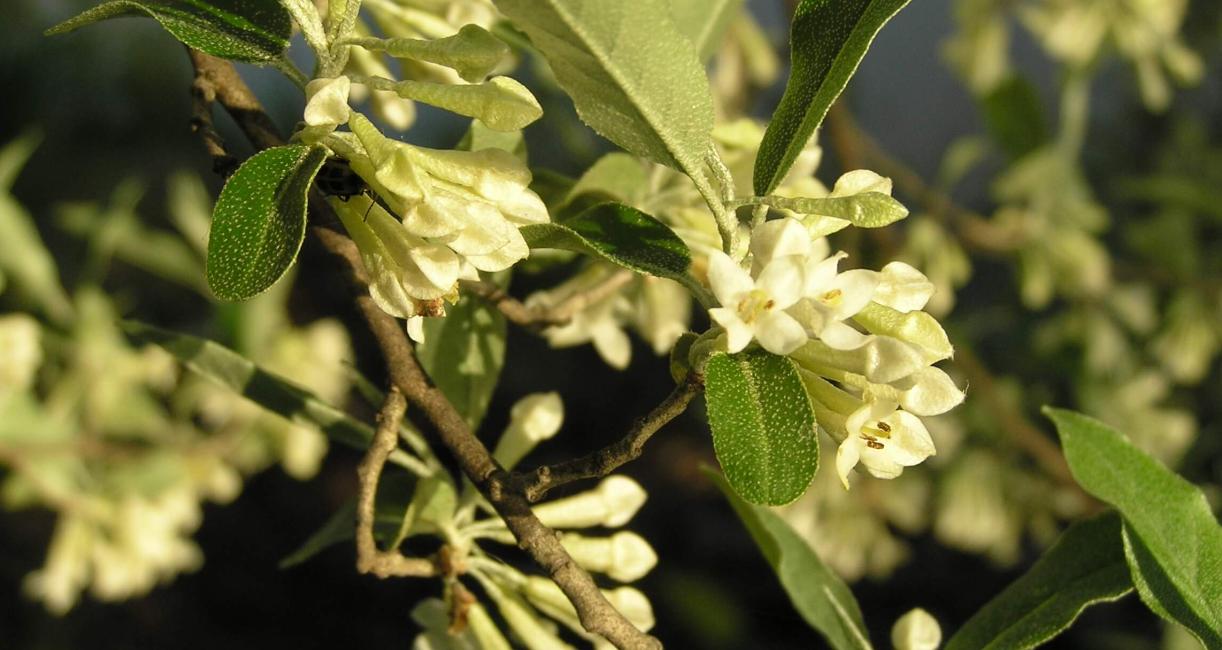 Autumn Olive flower