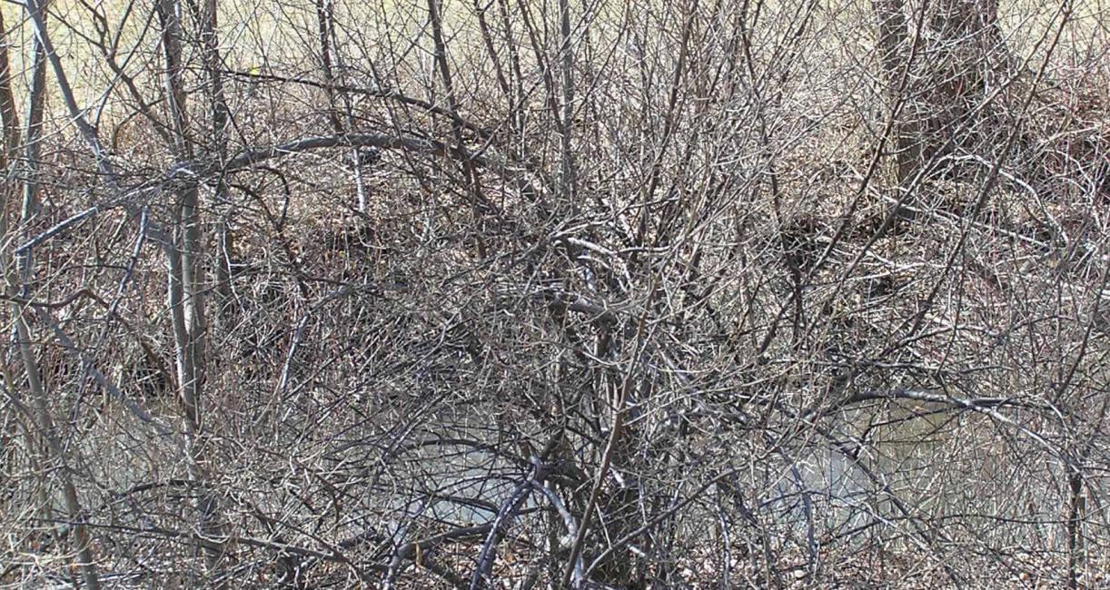 Autumn Olive habit
