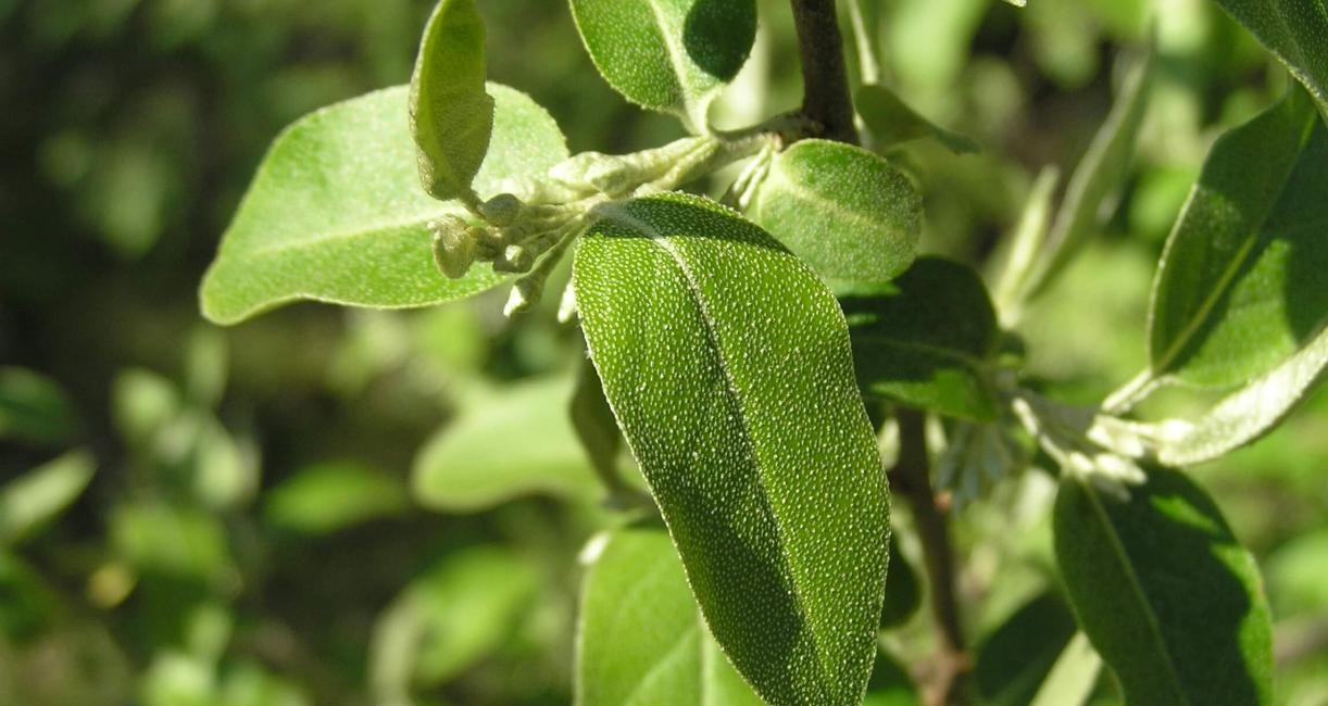 Autumn Olive leaves
