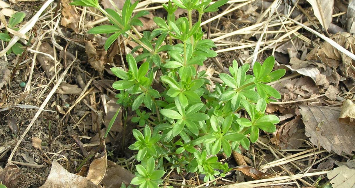 Bedstraw habit