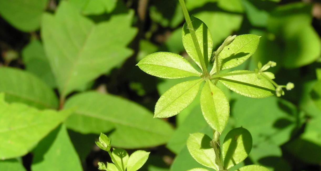 Bedstraw