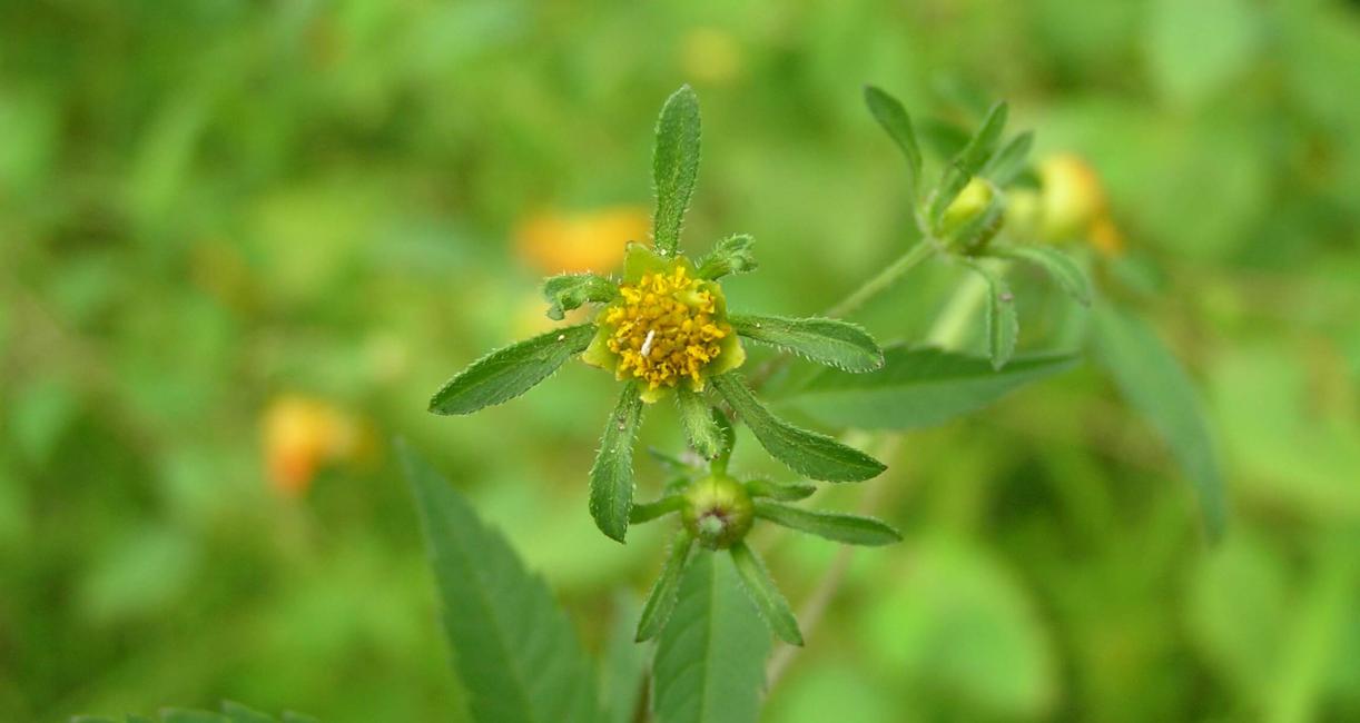 Beggarticks flower