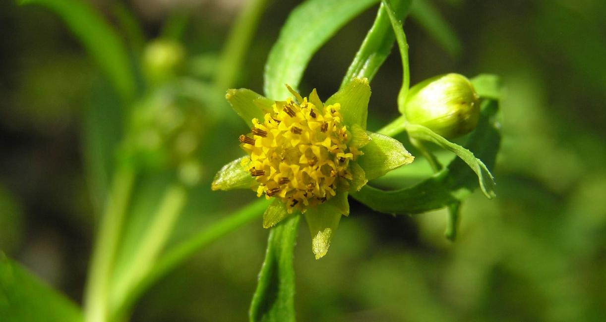 Beggarticks flower