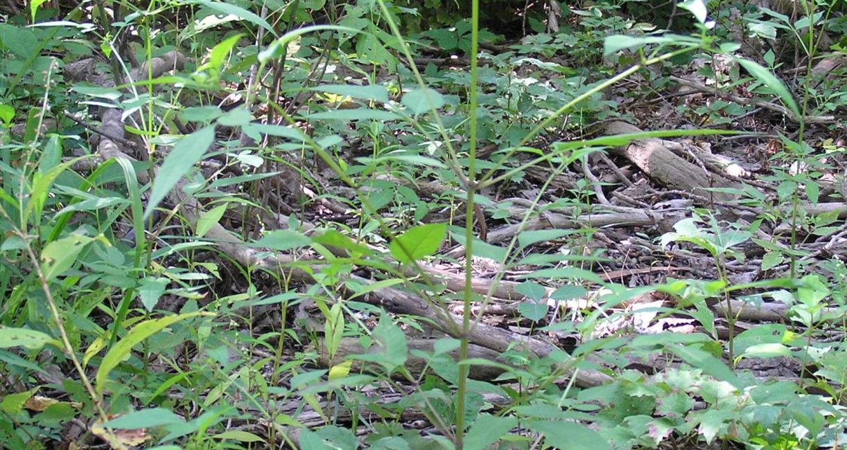 Beggarticks habit