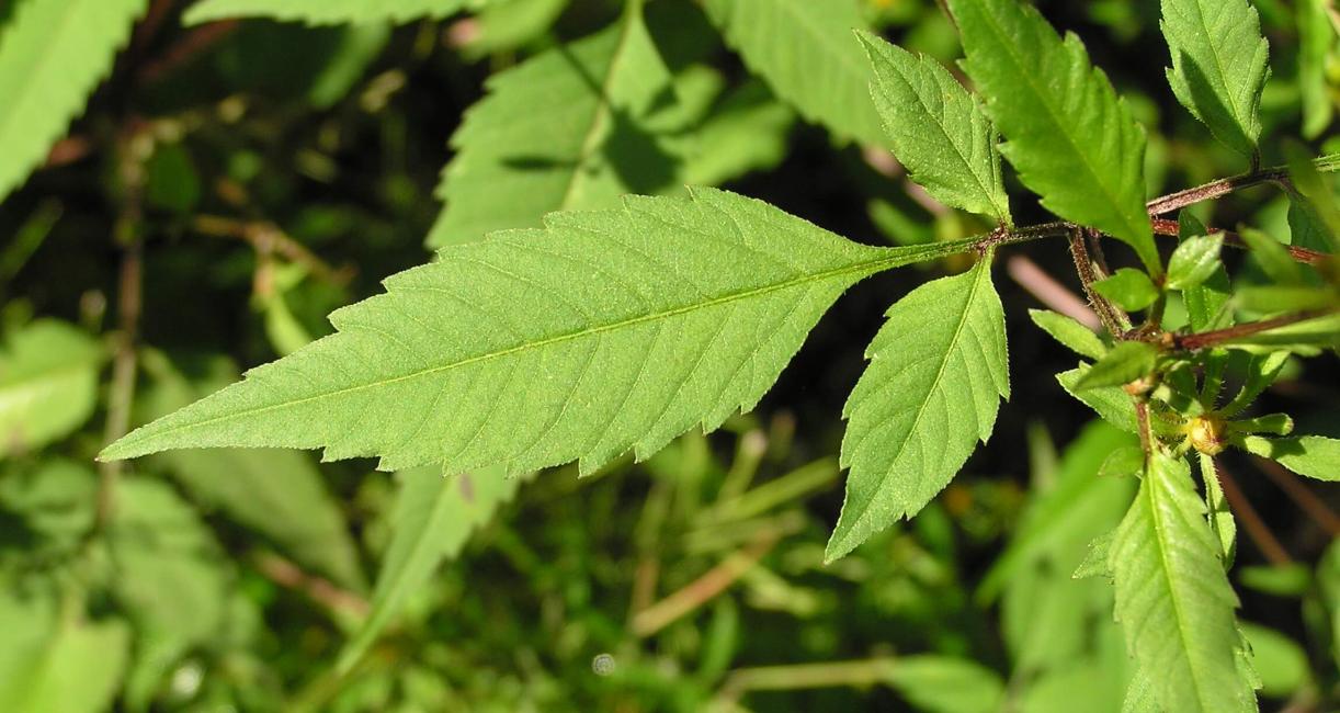 Beggarticks leaves