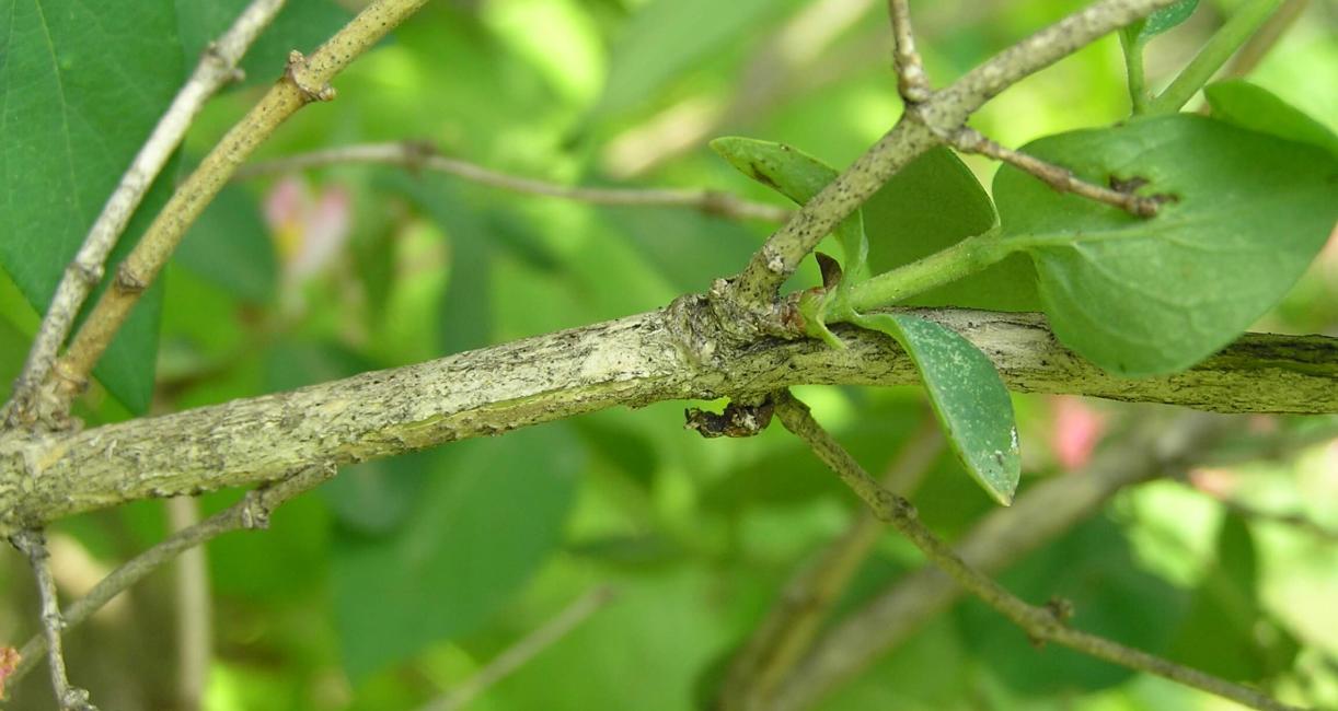 Belle Honeysuckle branch