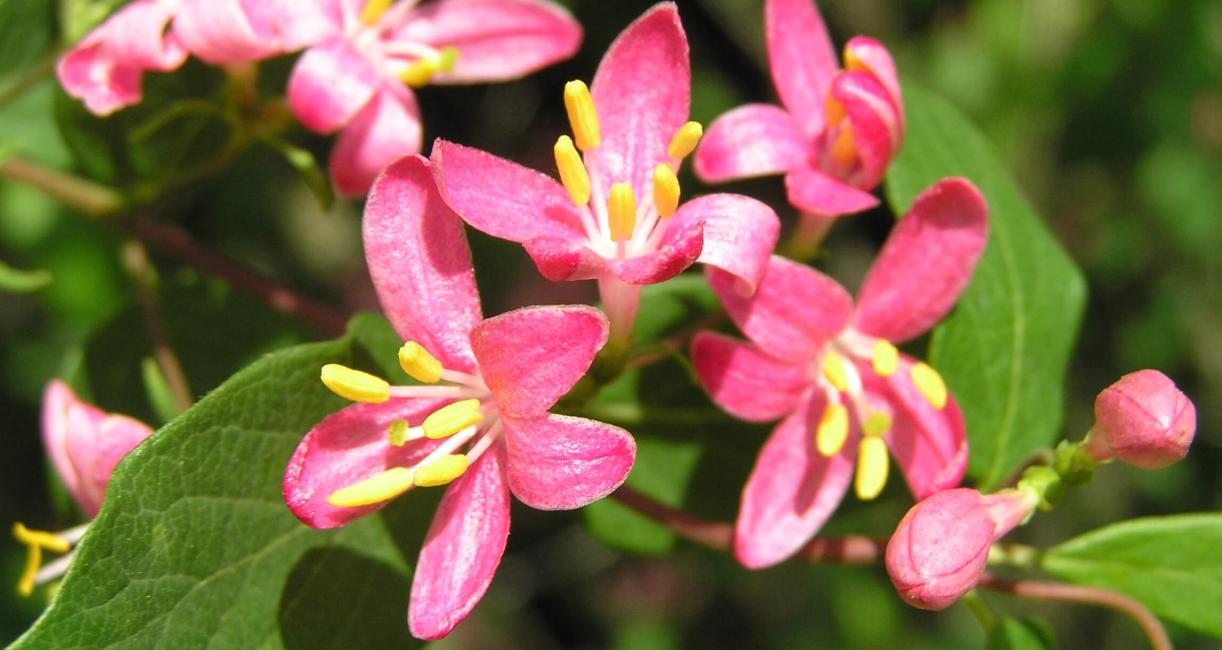 Belle Honeysuckle flower