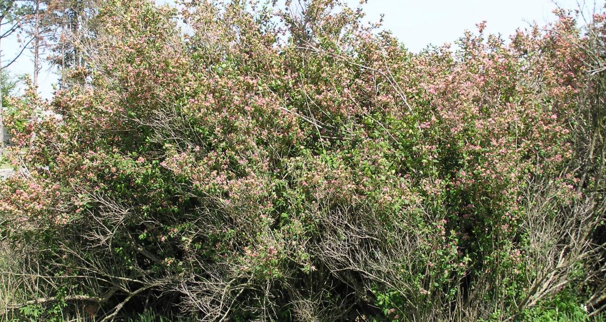 Belle Honeysuckle habit