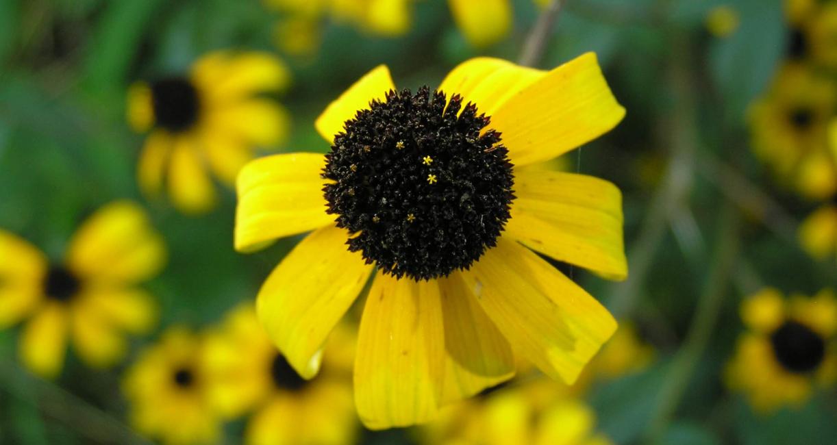 Black-eyed Susan flower