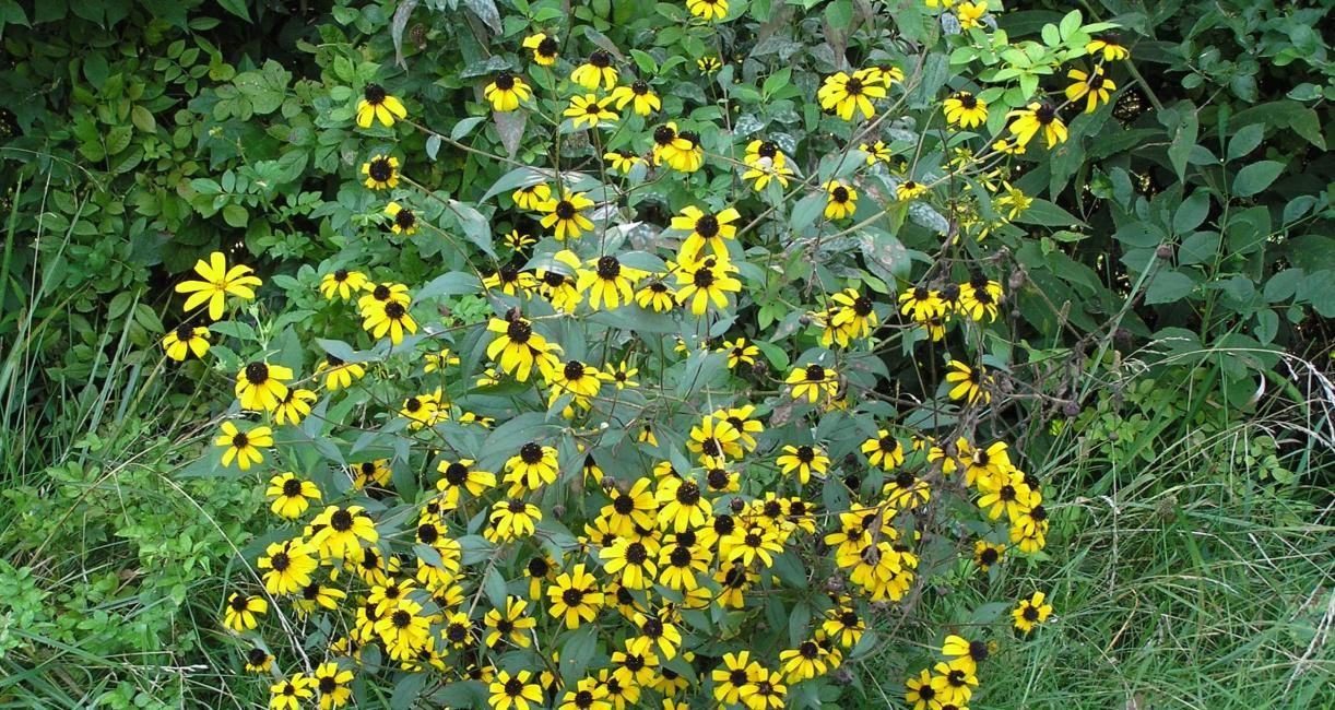 Black-eyed Susan habit