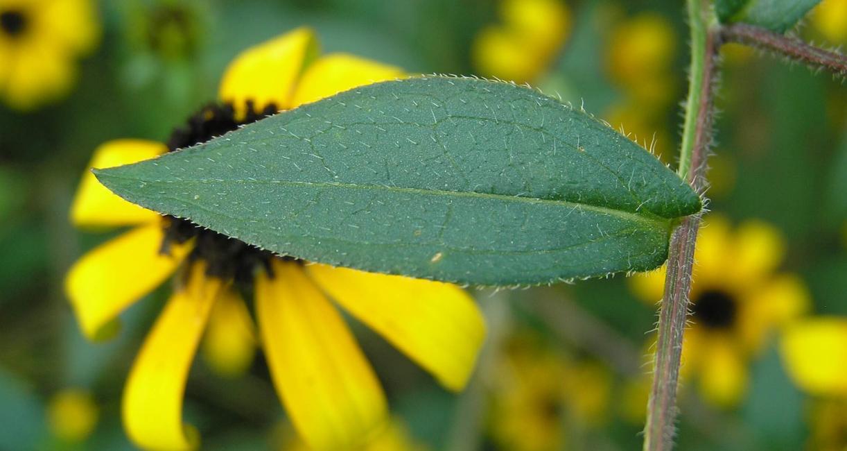 Black-eyed Susan leaves