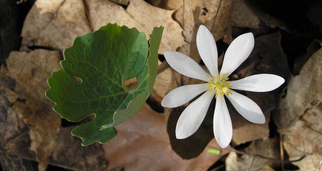 Bloodroot flower