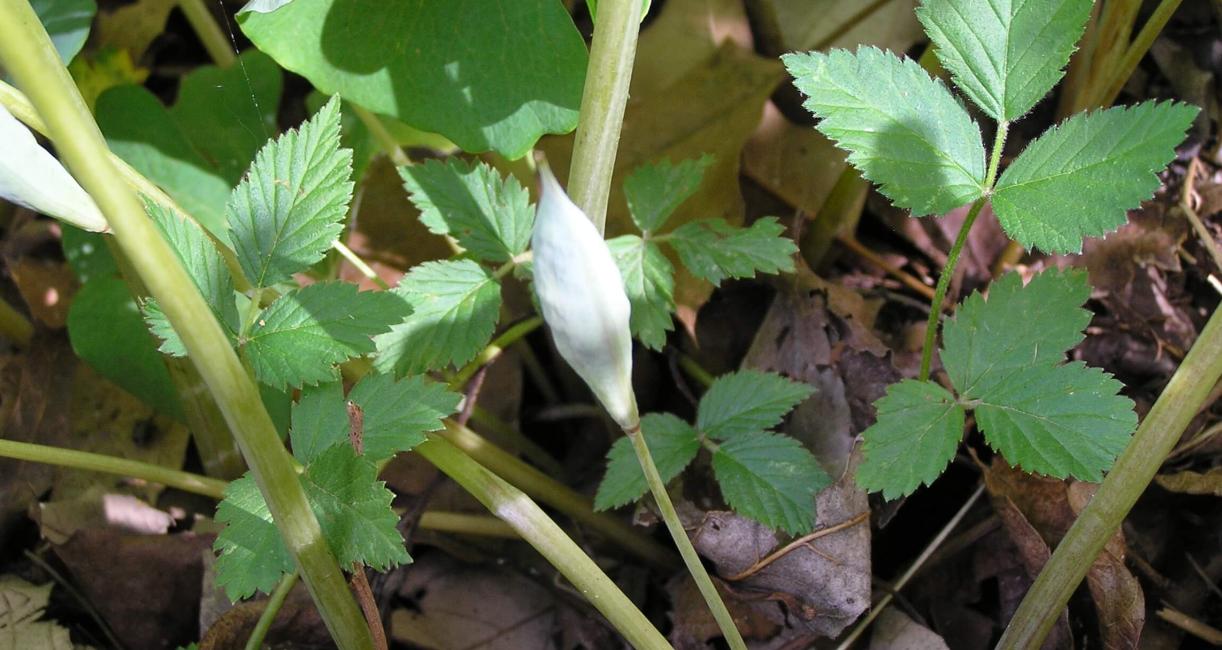 Bloodroot fruit