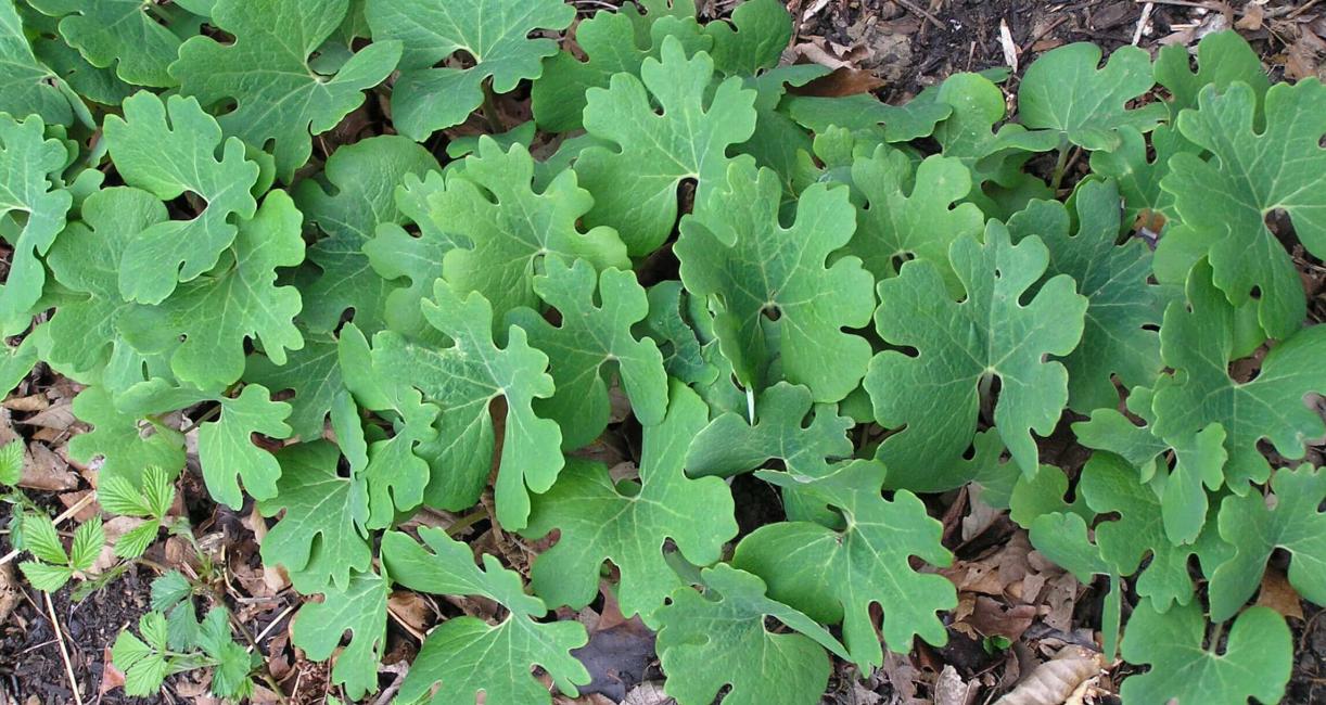 Bloodroot habit