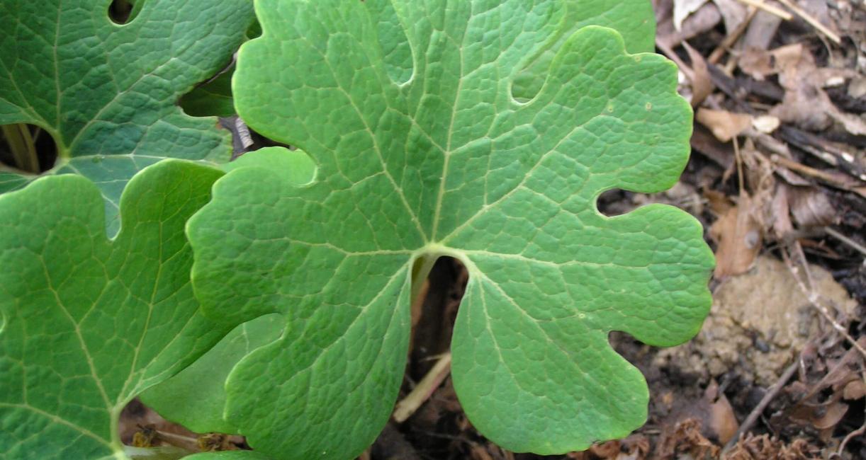 Bloodroot leaves