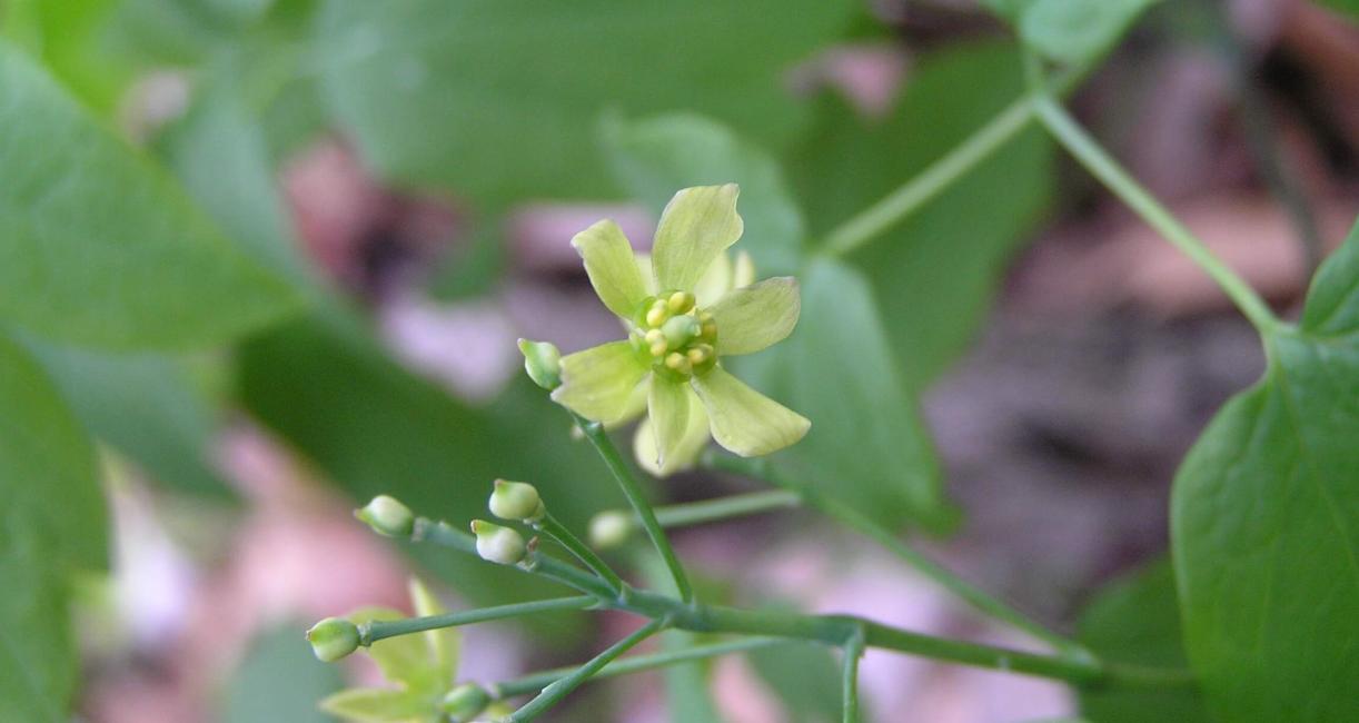 Blue cohosh flower