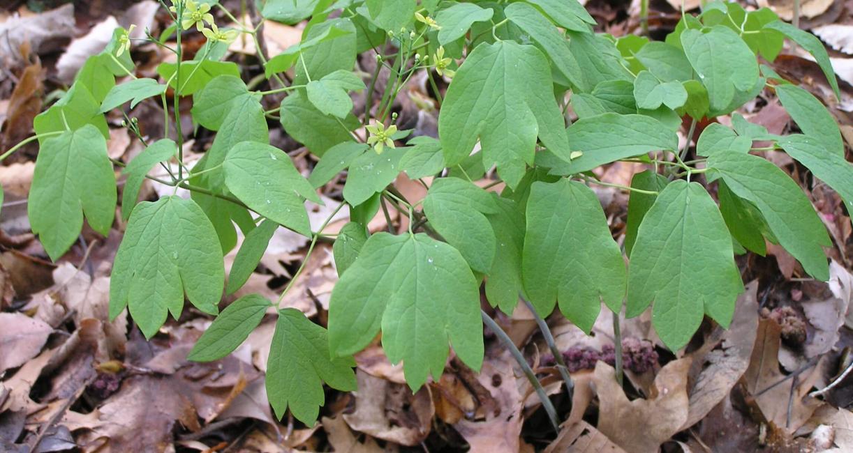 Blue cohosh habit