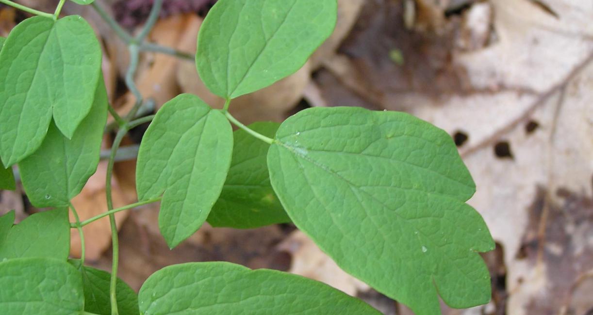 Blue cohosh leaves