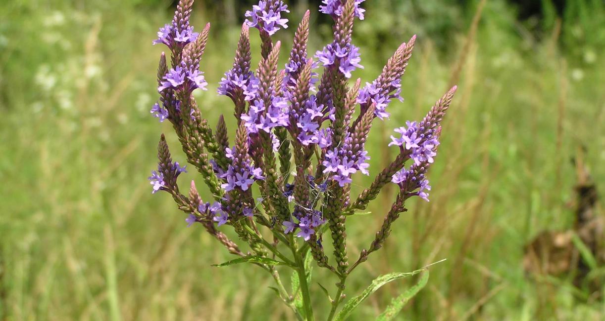 Blue verbena flower