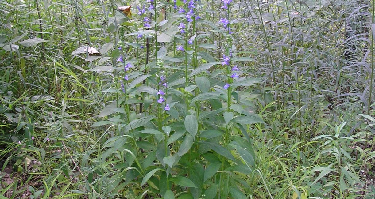 Blue verbena habit