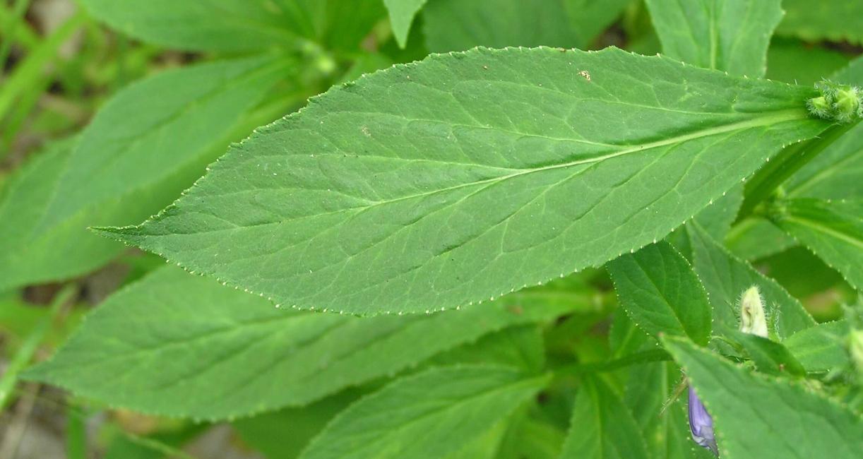 Blue verbena leaves